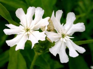 Lychnis chalcedonica 'Alba'