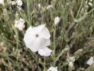 Lychnis coronaria 'Alba'