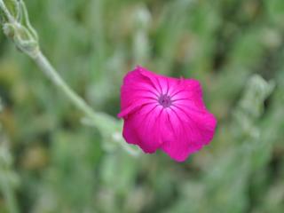 Lychnis coronaria 'Atrosanguinea'