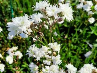 Lychnis hybride 'Petite Henri'