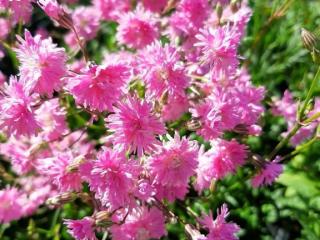 Lychnis hybride 'Petite Jenny'