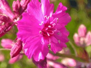 Lychnis viscaria 'Splendens'