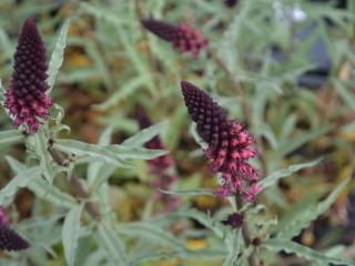 Lysimachia atropurpurea