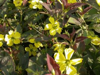 Lysimachia ciliata 'Firecracker'