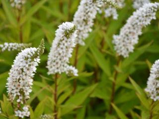 Lysimachia clethroïdes