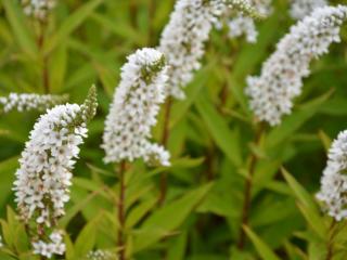 Lysimachia clethroïdes