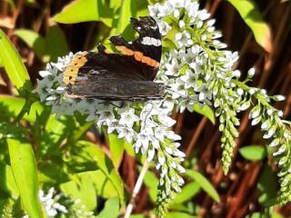 Lysimachia clethroïdes 'Snow Candle'