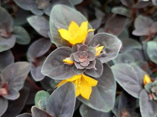 Lysimachia congestiflora 'Persian Chocolate'