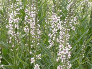 Lysimachia ephemerum