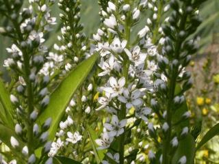 Lysimachia fortunei