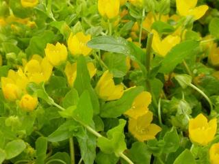 Lysimachia nummularia