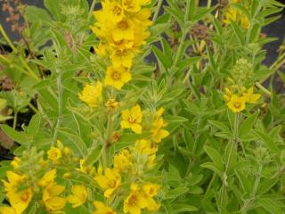 Lysimachia punctata