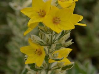 Lysimachia punctata 'Alexander'