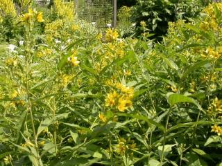 Lysimachia vulgaris