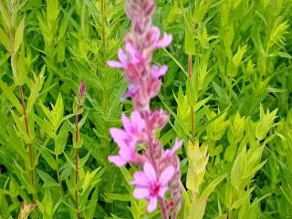 Lythrum salicaria