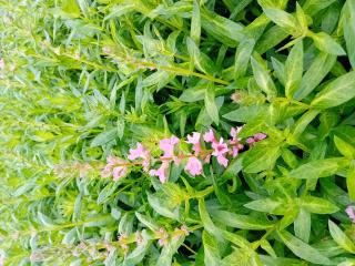 Lythrum salicaria 'Blush'