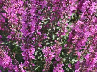 Lythrum salicaria 'Lady Sackville'