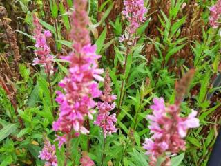 Lythrum salicaria 'Pink Tails'