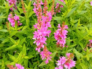 Lythrum salicaria 'Robert'