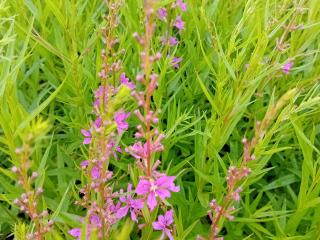Lythrum salicaria 'Swirl'