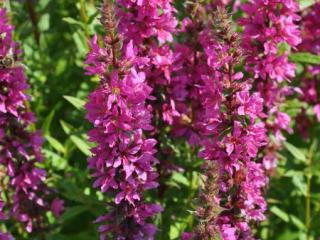 Lythrum salicaria 'Zigeunerblut'