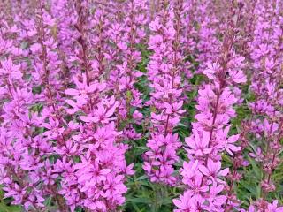 Lythrum virgatum 'Dropmore Purple'