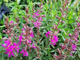 Lythrum virgatum 'Rose Queen'