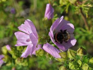 Malva moschata  (Rosea)