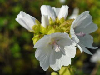 Malva moschata 'Alba'