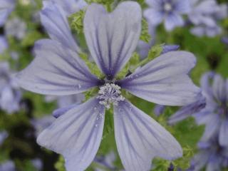 Malva sylvestris 'Primley Blue'