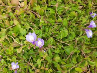 Mazus reptans