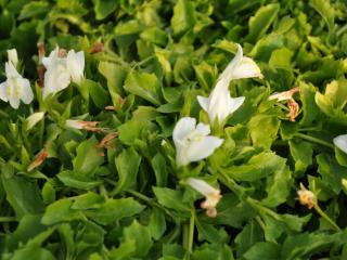 Mazus reptans 'Alba'