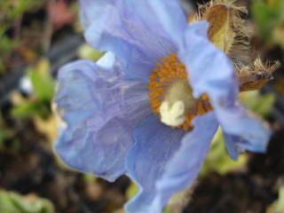 Meconopsis betonicifolia