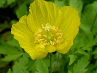 Meconopsis cambrica