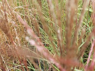 Miscanthus sinensis 'Augustfeder'