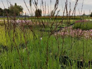 Molinia arundinacea 'Windspiel'