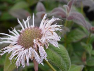 Monarda bradburiana