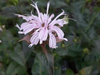 Monarda bradburiana 'Maramek'