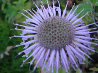 Monarda fistulosa