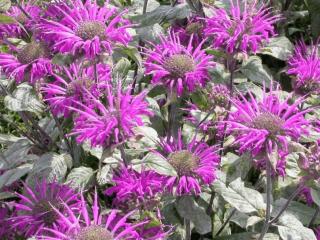 Monarda hybride 'Blaustrumpf'