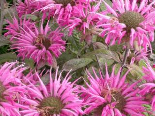 Monarda hybride 'Croftway Pink'