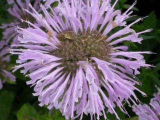 Monarda hybride 'Elsie's Lavender'