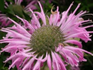 Monarda hybride 'Fishes'