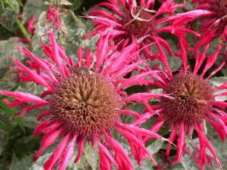 Monarda hybride 'Gardenview Scarlet'