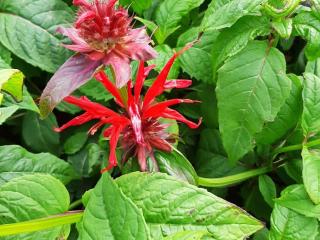 Monarda hybride 'Jacob Cline'