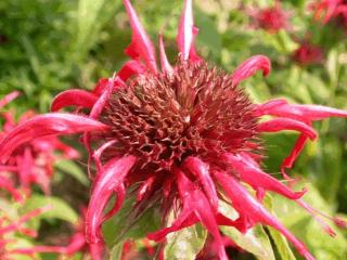 Monarda hybride 'Mahogany'