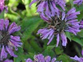 Monarda hybride 'Petite Delight'