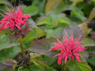 Monarda hybride 'Pink Supreme' (PBR)