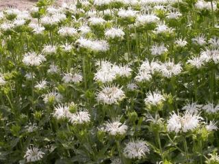 Monarda hybride 'Schneewittchen'