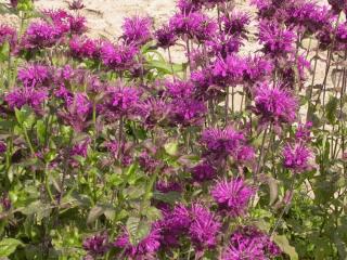 Monarda hybride 'Scorpion'